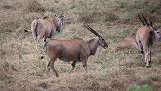 動物系のアクティビティはここで