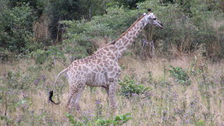 部屋の窓から動物ウォッチング
