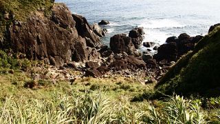 鳥と言うよりは魚