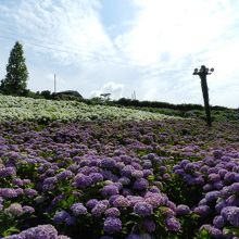 小高い丘の群生が見事です！