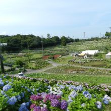 元はゴルフコースだったという広大な敷地です