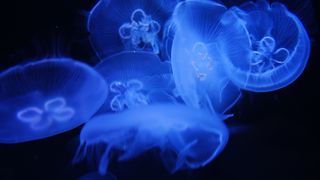 青く照らされたミズクラゲがとっても幻想的です