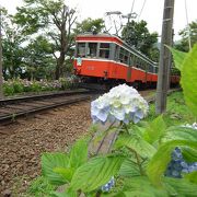 紫陽花と箱根登山鉄道