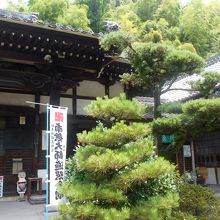 本堂・庫裡の間の立派な松。