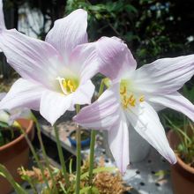 鉢植の綺麗なお花。