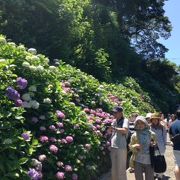 海をバックに紫陽花だよ