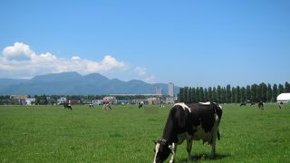 広い牧草地が…これが札幌駅から1ｋｍの距離にある光景？