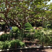 境内の変わった木です