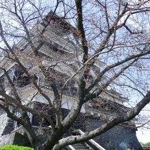 桜は一輪だけ咲きだしていました。