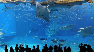 平日でも超満員！