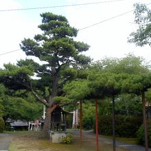 松の老木。京都北山鹿苑寺の陸舟の松を意識しているかな？