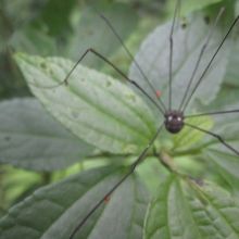 ザトウグモ　奄美大島の固有種です