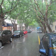 皋蘭路のプラタナス並木。