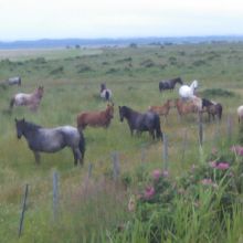 お馬さん達と睨めっこして過ごすのも楽しいですよ（笑）