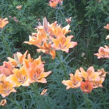 やはり美しいのはエゾスカシユリですね！