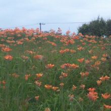 エゾスカシユリが咲き乱れる7月初旬の原生花園の風景