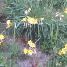 エゾキスゲの可憐な姿も素敵です