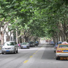 高郵路のプラタナス並木。