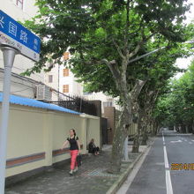 興国路のプラタナス並木。