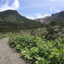 十勝岳火山口