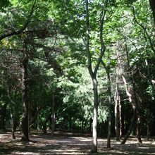 多くの種類の樹木に囲まれています