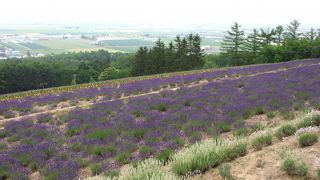 ラベンダー園は丘にあり、広いです。いろいろな種類のラベンダーが見られました。