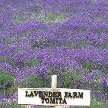 トラディショナルラベンダー畑