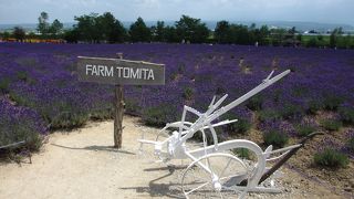 ラベンダーが見頃でした。彩りの畑もきれいでした。