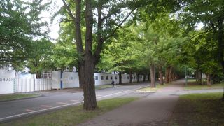 銀杏の葉はまだ緑色