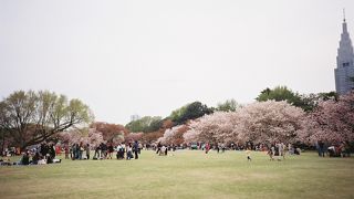 都心で見事な桜を見ることができます