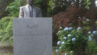 アジサイの花が咲いていました