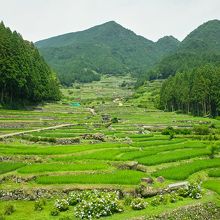 四谷の千枚田