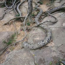 大蛇だ！　なんちゃって、木の根です
