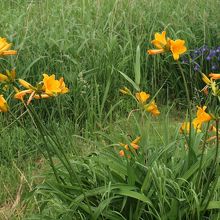 沼の畔に咲くエゾカンゾウとカキツバタ