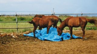宮古馬を見て癒されました