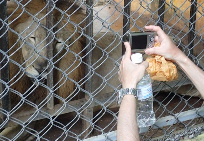 サイパン動物園