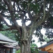 大きなイブキの木が目印の常滑の寺院