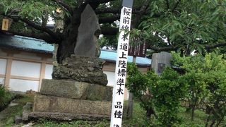 桜の時期に来たい場所