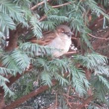 スズメでしょうか？