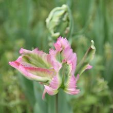 これもチューリップです。