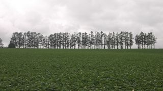 遠くに見える木々