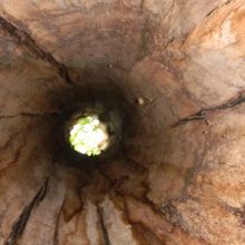 木の洞から空が見えます。