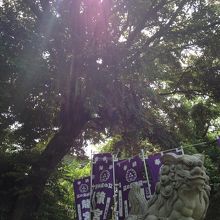 光が入りました