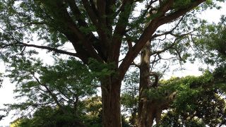 結びの樹は辺津宮にあります