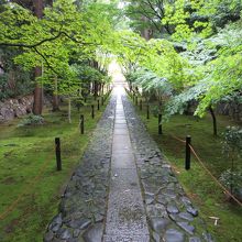 雨のあとの参道。