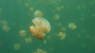 カヤック＆ジェリーフィッシュレイクツアー 