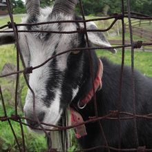 目つきの悪さが微妙にカワイイ