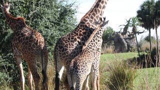 オススメライド多し！！！ＷＤＷで一番楽しかったパーク♪