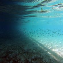 橋の下には小魚が！橋の陰に隠れている様です