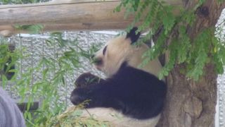 パンダと旧ハンター邸